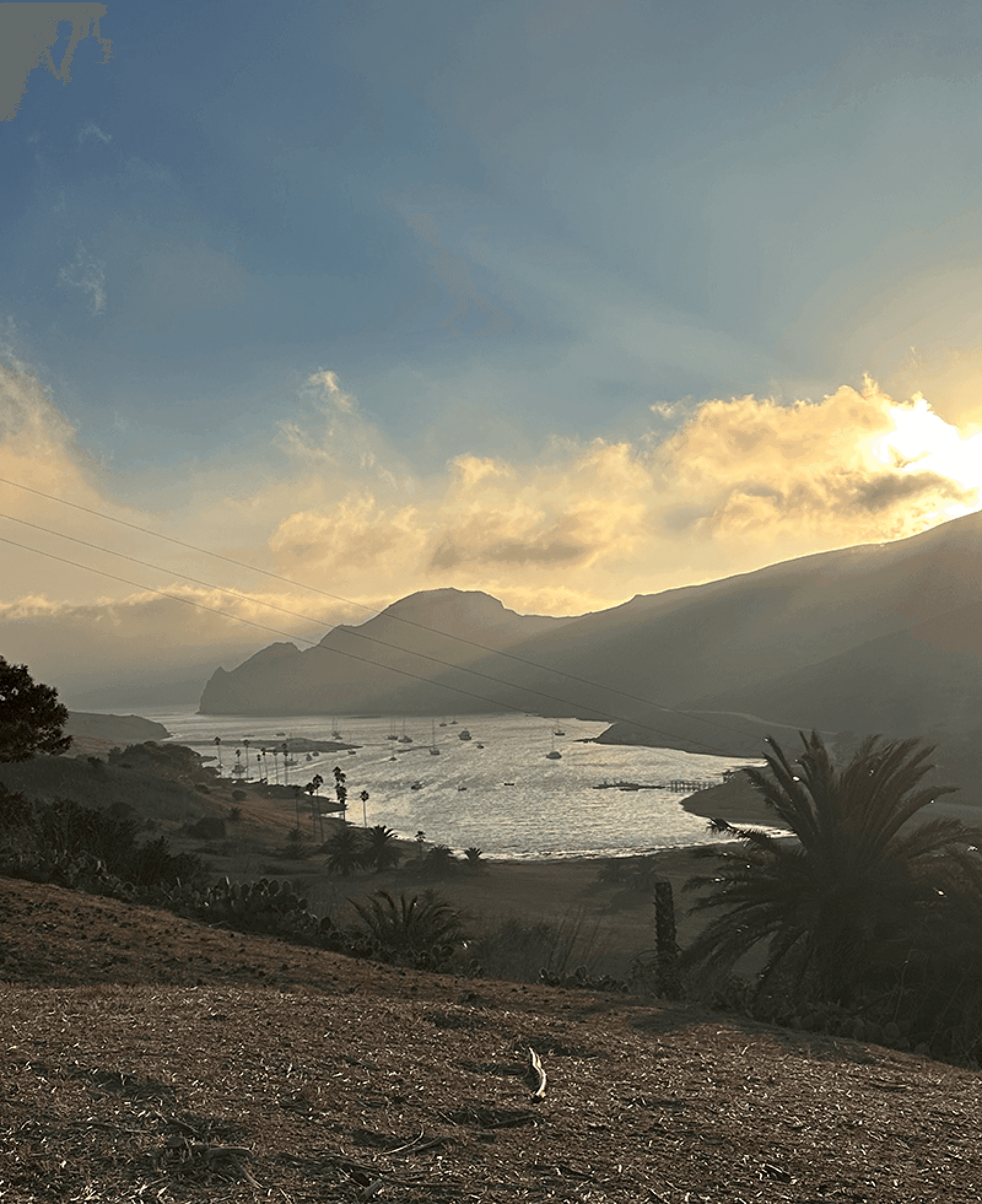 Sunset over a Catalina Island harbor with boats, palm trees, and mountains