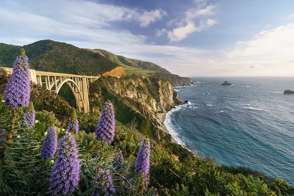 Bixby Creek Bridge on the Big Sur coast with purple flowers in the foreground