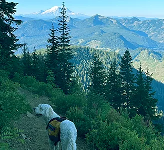 White dog on a mountain trail toward a snow-capped peak
